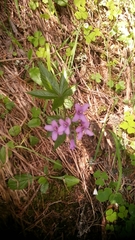 Cardamine pentaphyllos