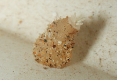 Andvakia discipulorum