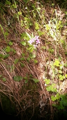 Cardamine pentaphyllos