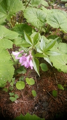 Cardamine pentaphyllos