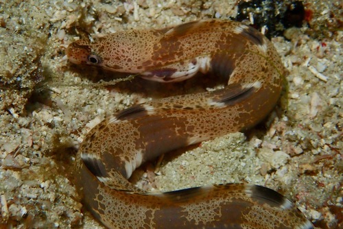 Nasal-flap moray — seen at this dive site