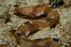 Gymnothorax longinaris