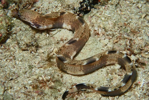 Nasal-flap moray (Gymnothorax longinaris)