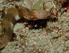 Gymnothorax longinaris