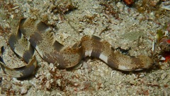 Gymnothorax longinaris