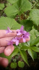Cardamine pentaphyllos
