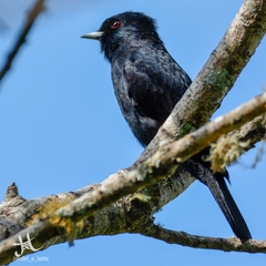 Knipolegus nigerrimus