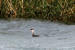 Rollandia microptera