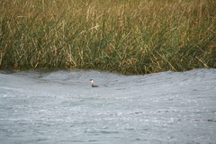 Rollandia microptera