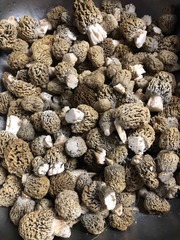 Morchella steppicola