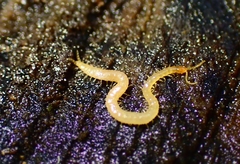 Schendyla nemorensis