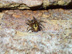 Amaurobius fenestralis