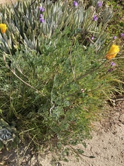 Eschscholzia californica maritima