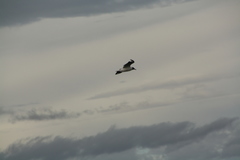 Chroicocephalus serranus