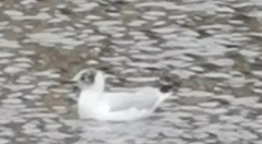 Chroicocephalus ridibundus