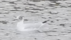 Chroicocephalus ridibundus