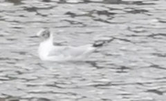 Chroicocephalus ridibundus