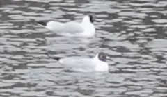 Chroicocephalus ridibundus