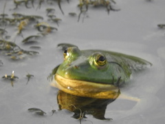 Euphlyctis hexadactyla