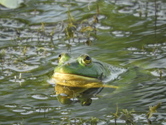 Euphlyctis hexadactyla