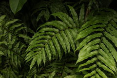 Meniscium reticulatum