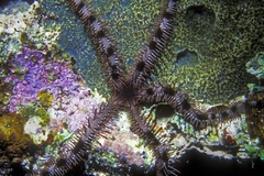 Ophiocoma echinata