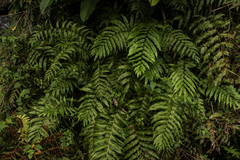 Meniscium reticulatum