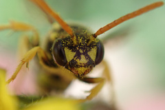 Nomada succincta