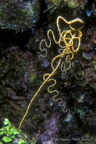 Crevice Brittle Star