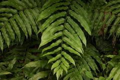 Meniscium reticulatum