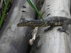 Varanus salvator salvator