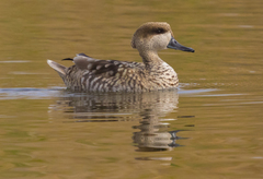 Marbled Duck photo 2