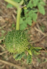 Datura stramonium