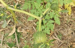 Datura stramonium