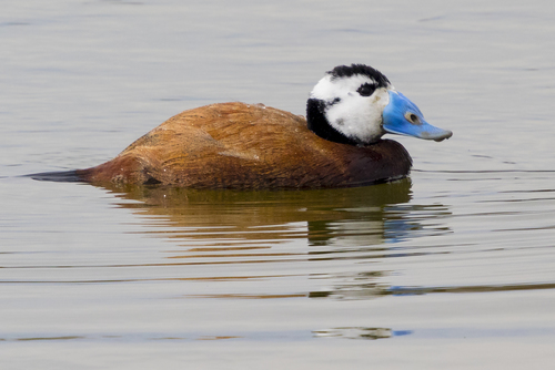 White-headed Duck, photo 8 of 9
