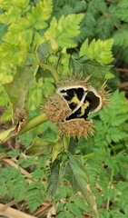 Datura stramonium