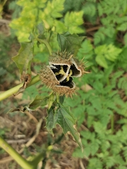 Datura stramonium