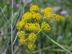 Apiaceae