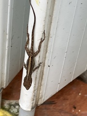 Anolis cristatellus