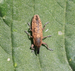 Lixus subtilis