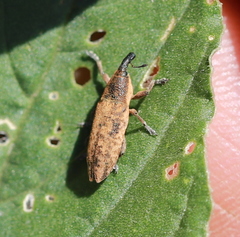 Lixus subtilis