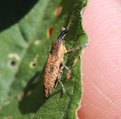 Lixus subtilis