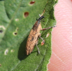 Lixus subtilis