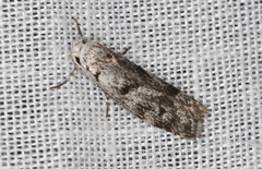 Lichenaula onychotypa