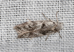 Lichenaula onychotypa