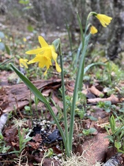 Narcissus minor
