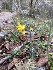 Narcissus minor