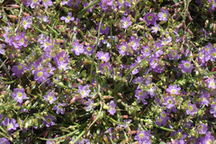 Lythrum flexuosum