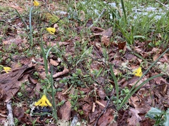 Narcissus minor