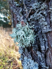 Evernia prunastri